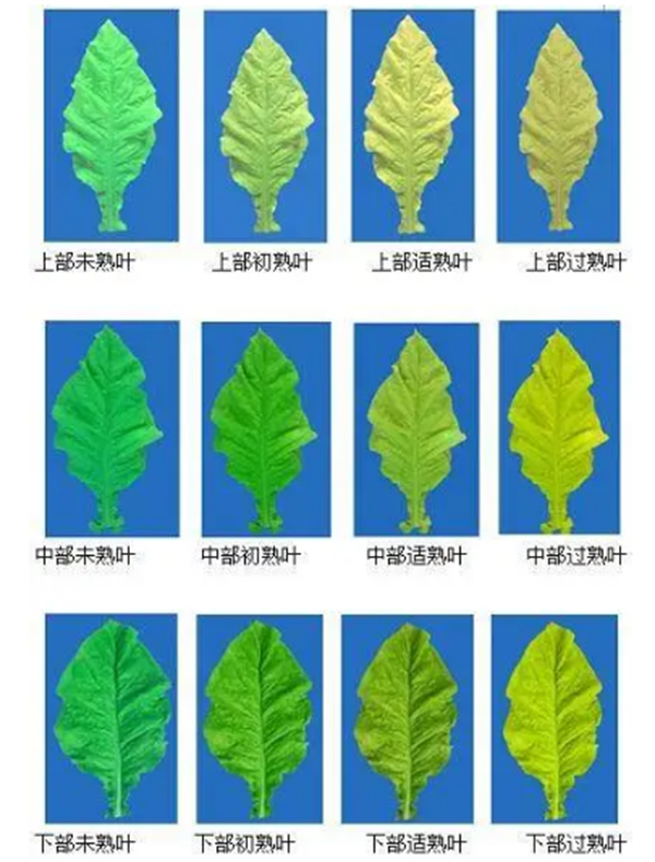 煙葉怎么分級？煙葉分級原理和方法2